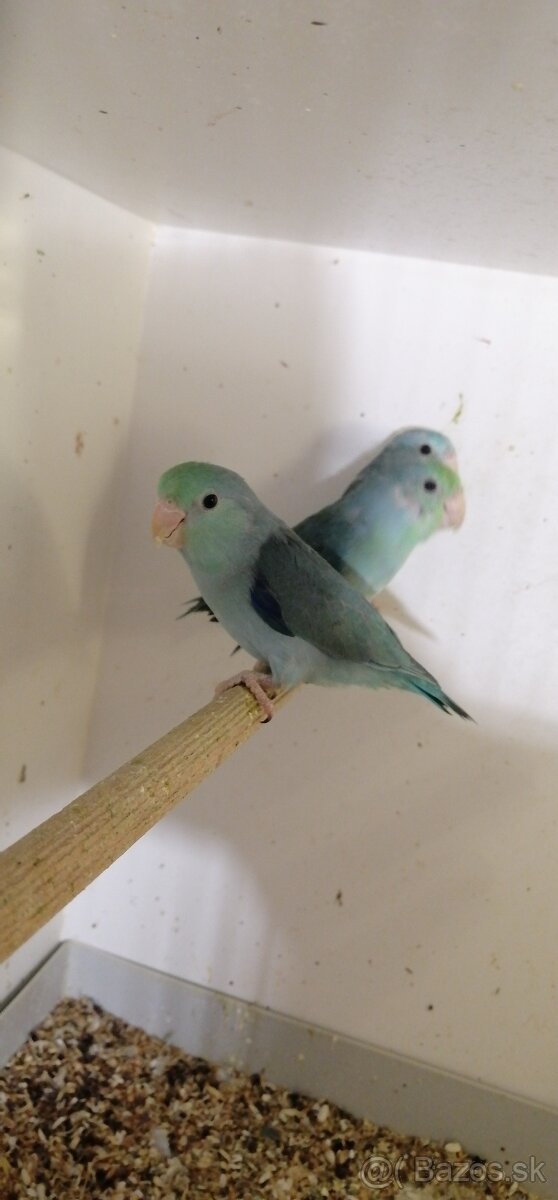 FORPUS - Papagaj sedokridly