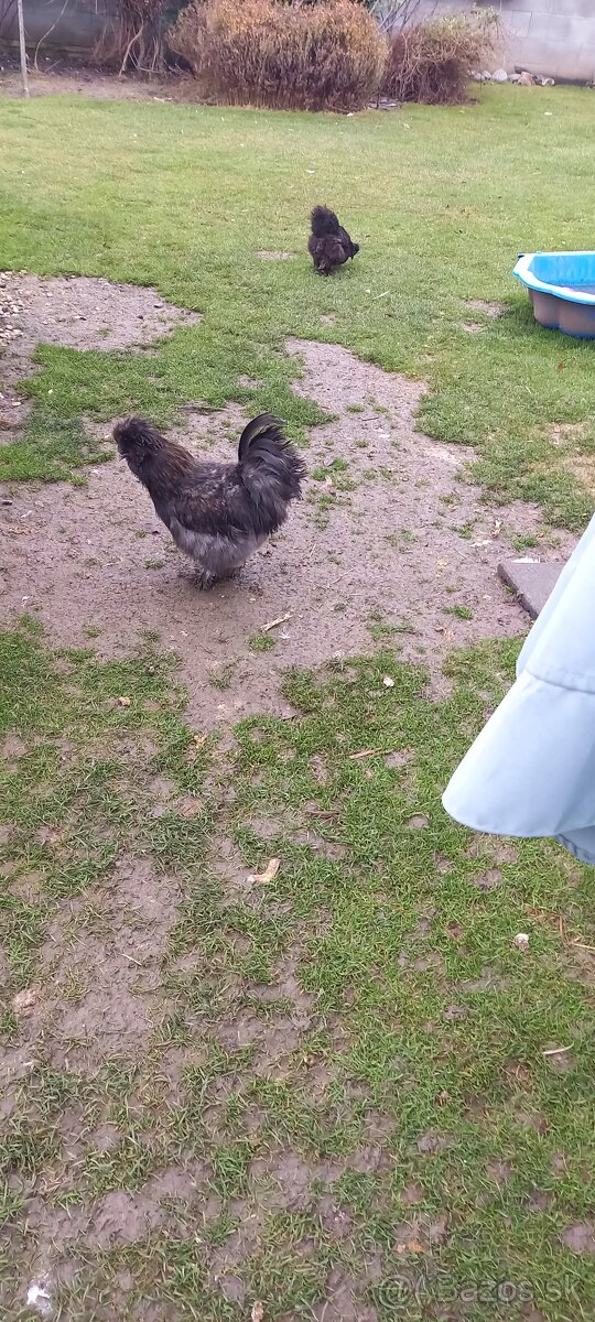 Kohut hodvabnicky usa