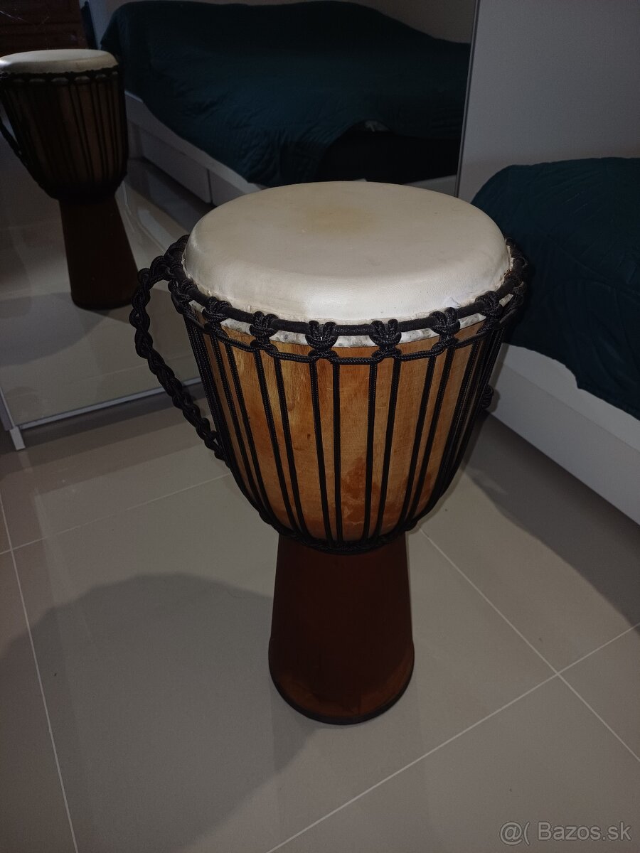 Bongo terré