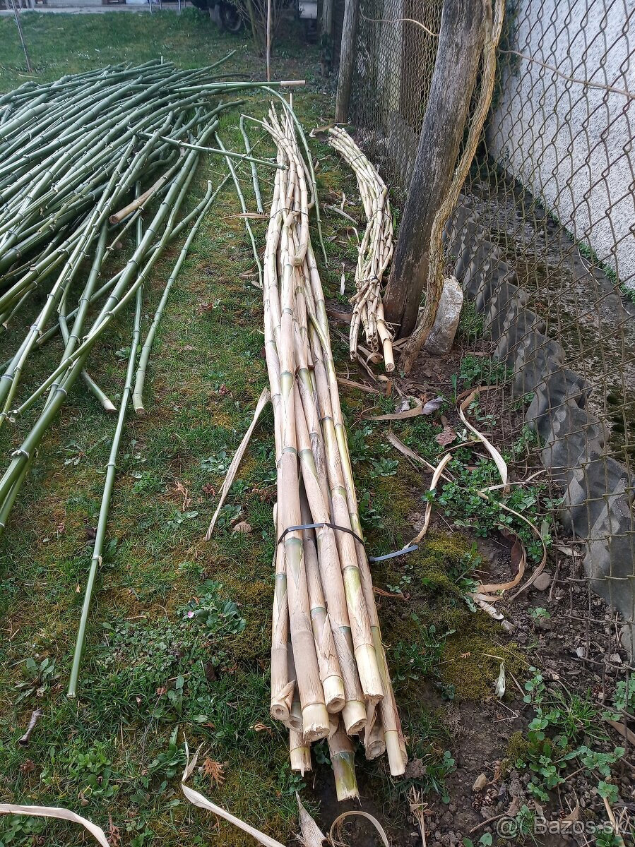 BAMBUS tyče tyče s Arundo DonaxZ trstiny