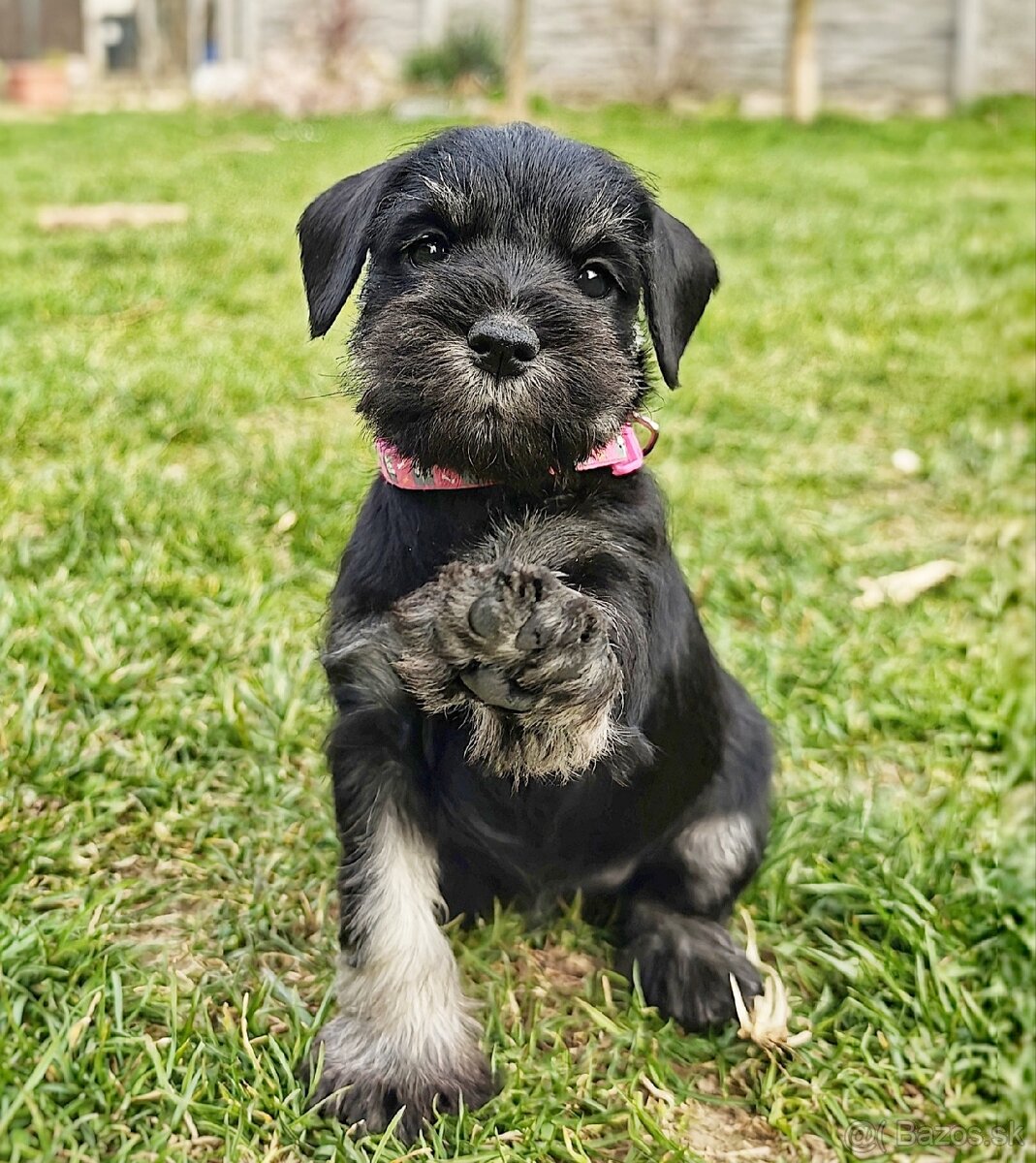 Bradáč malý čiernostrieborný