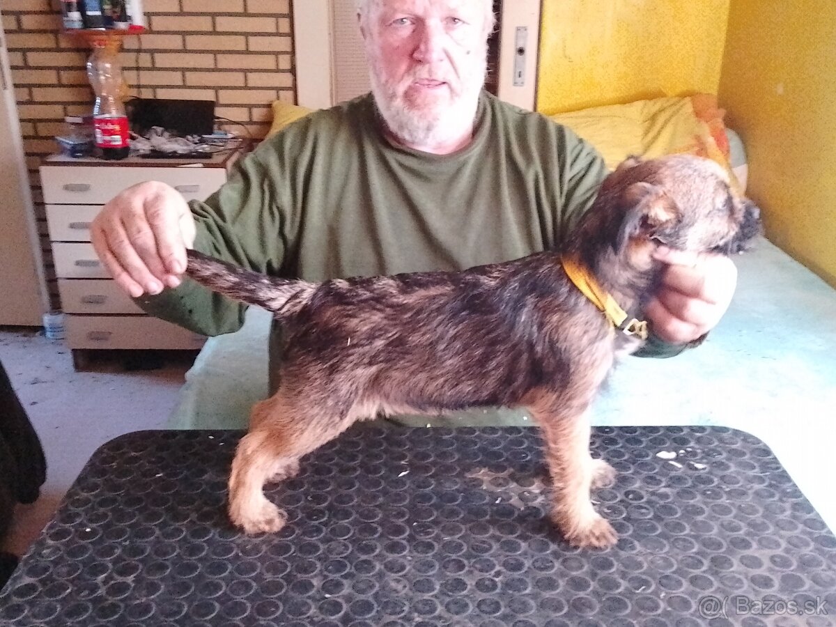 Border teriér štěňata s PP , fenky