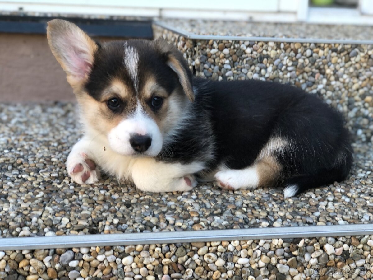 Welsh corgi pembroke s PP