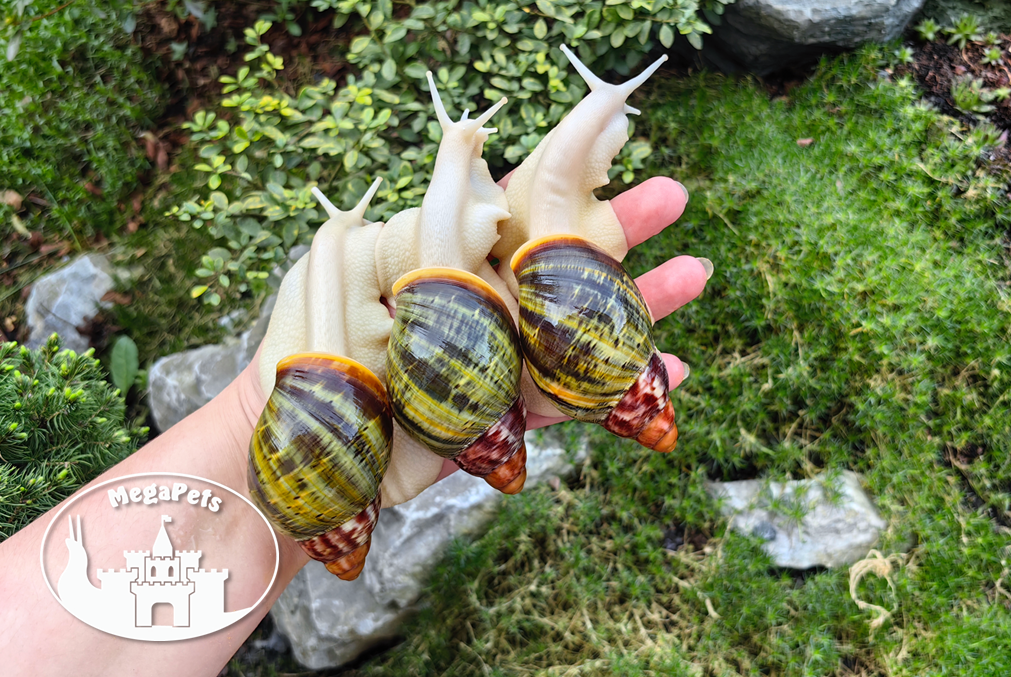 Africké slimáky Archachatina rhodostome / Achatina Snails