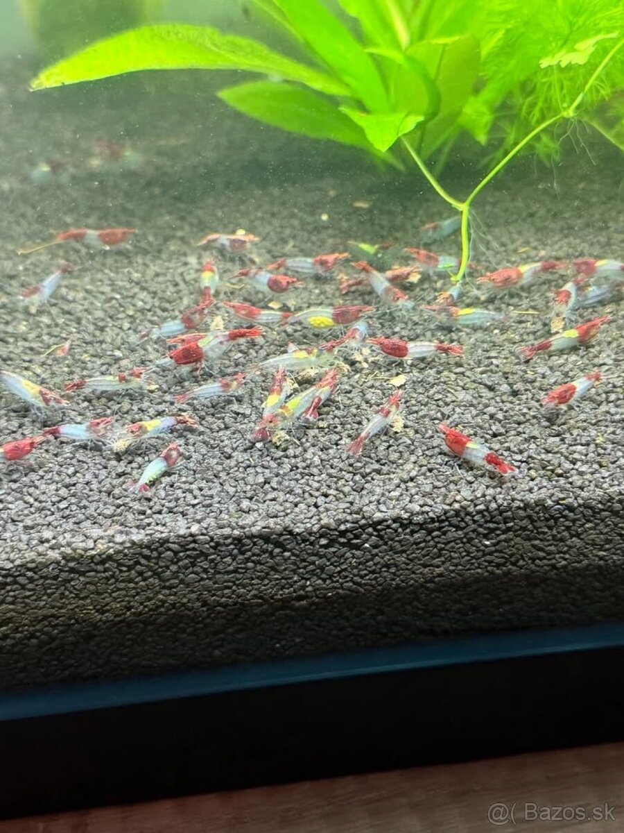 Predám krevetky neocaridina blue body red rilli