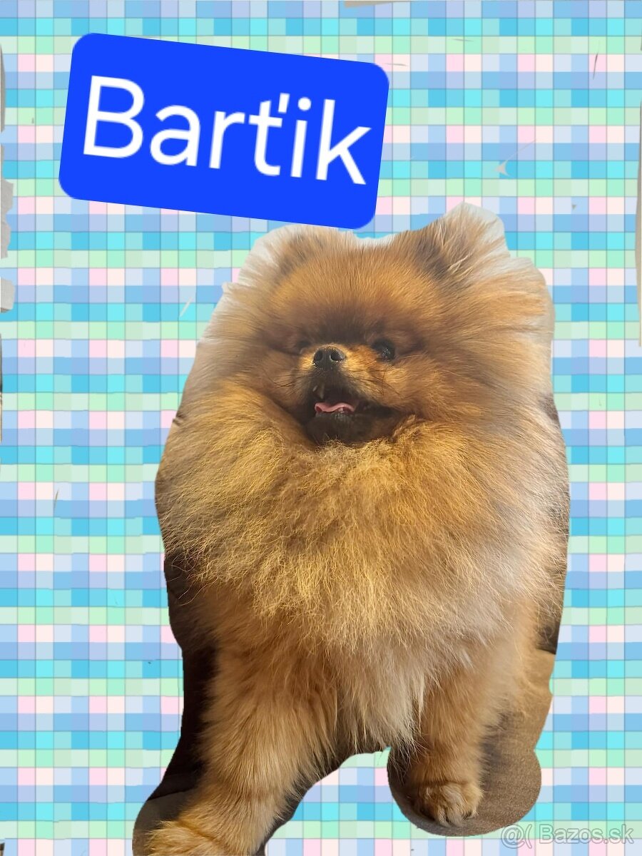 Pomerian