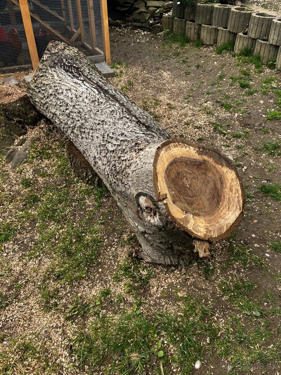 Orechový kmeň