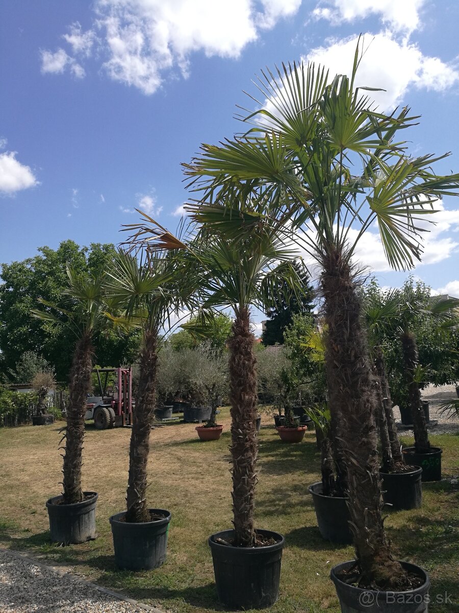 Palmy