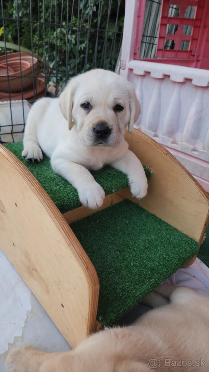 Labrador retriever - šteniatka s PP