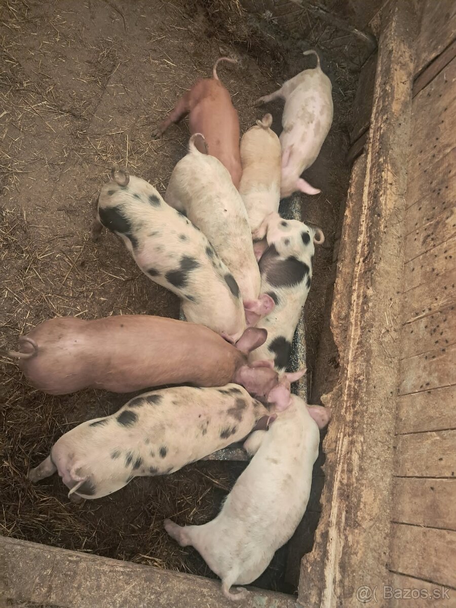 Odstavčatá