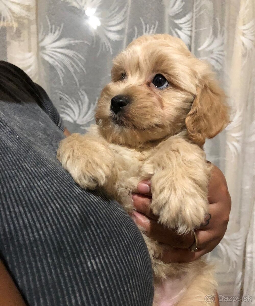 Mini maltipoo