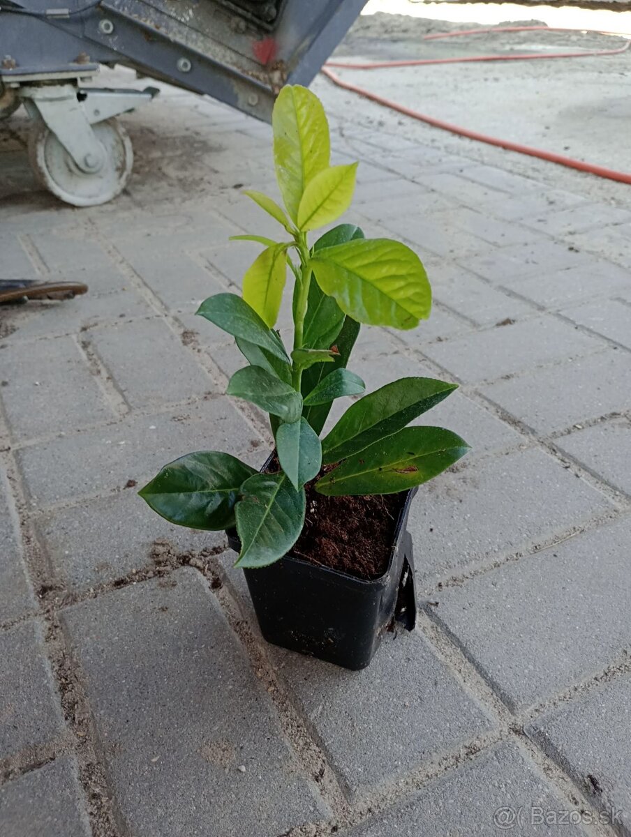 Vavrínovec lekársky Novita, výška 25-45 cm, v 0,5l kvetináčo