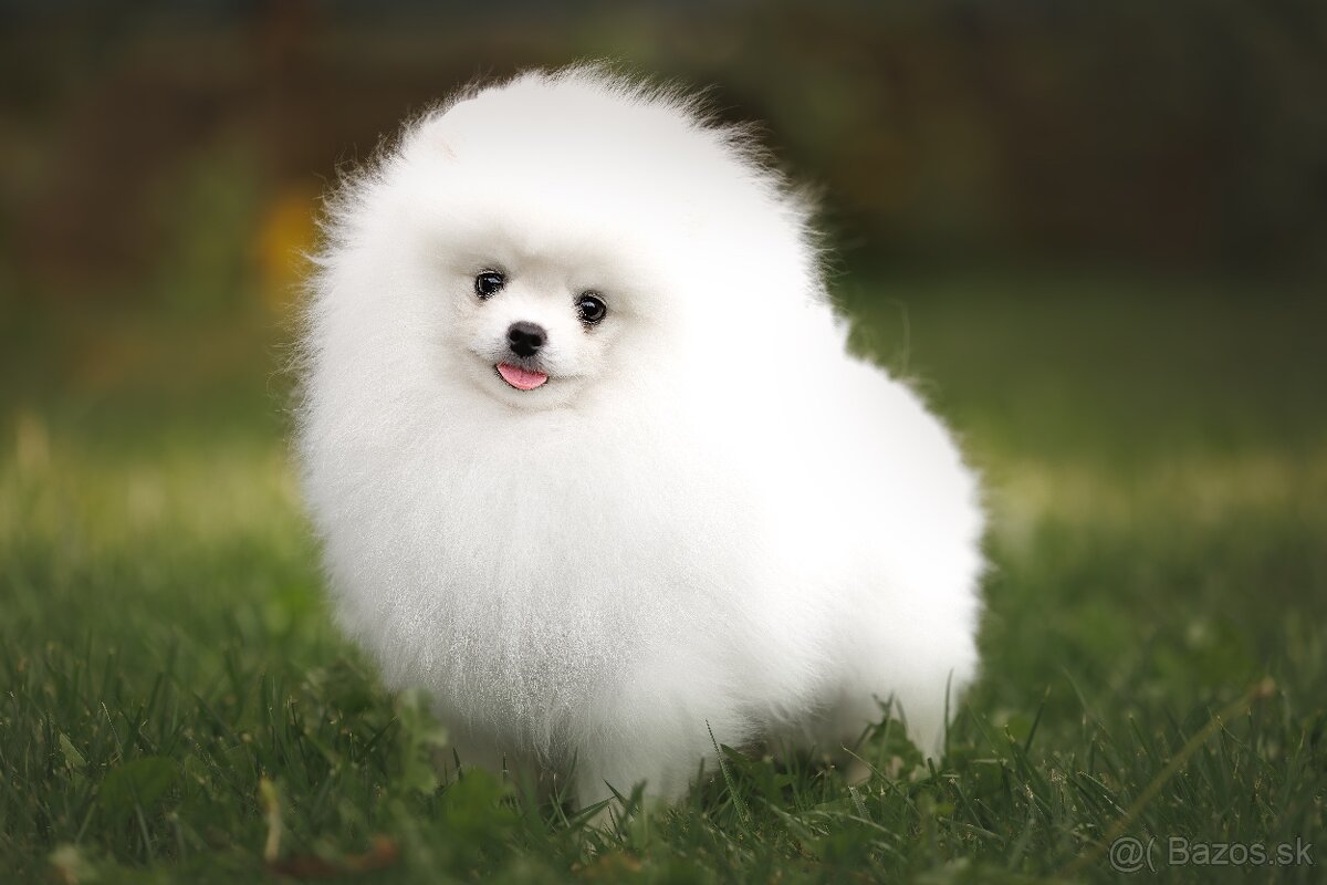 Pomeranian