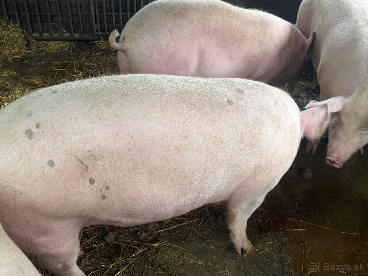 Predám kŕmniky v bio kvalite