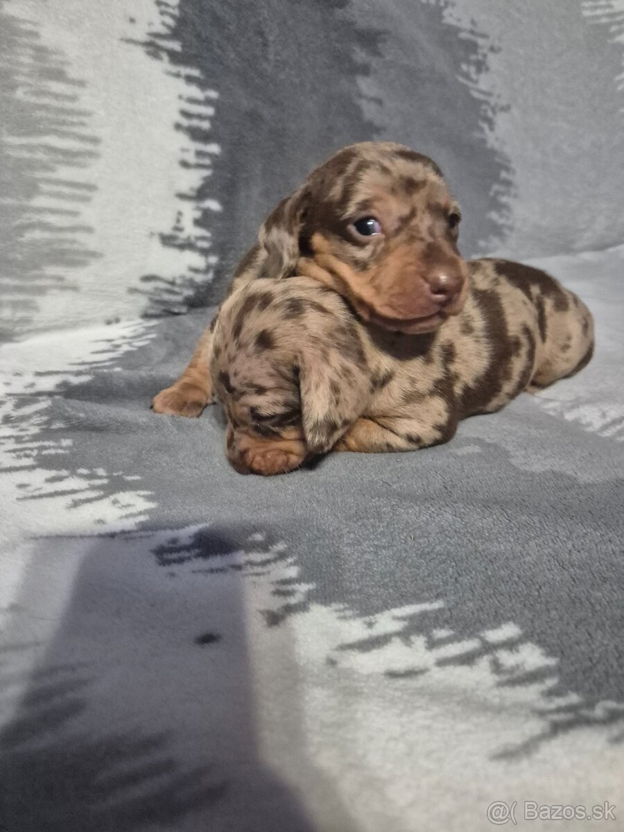 Jazvečik trpasliči