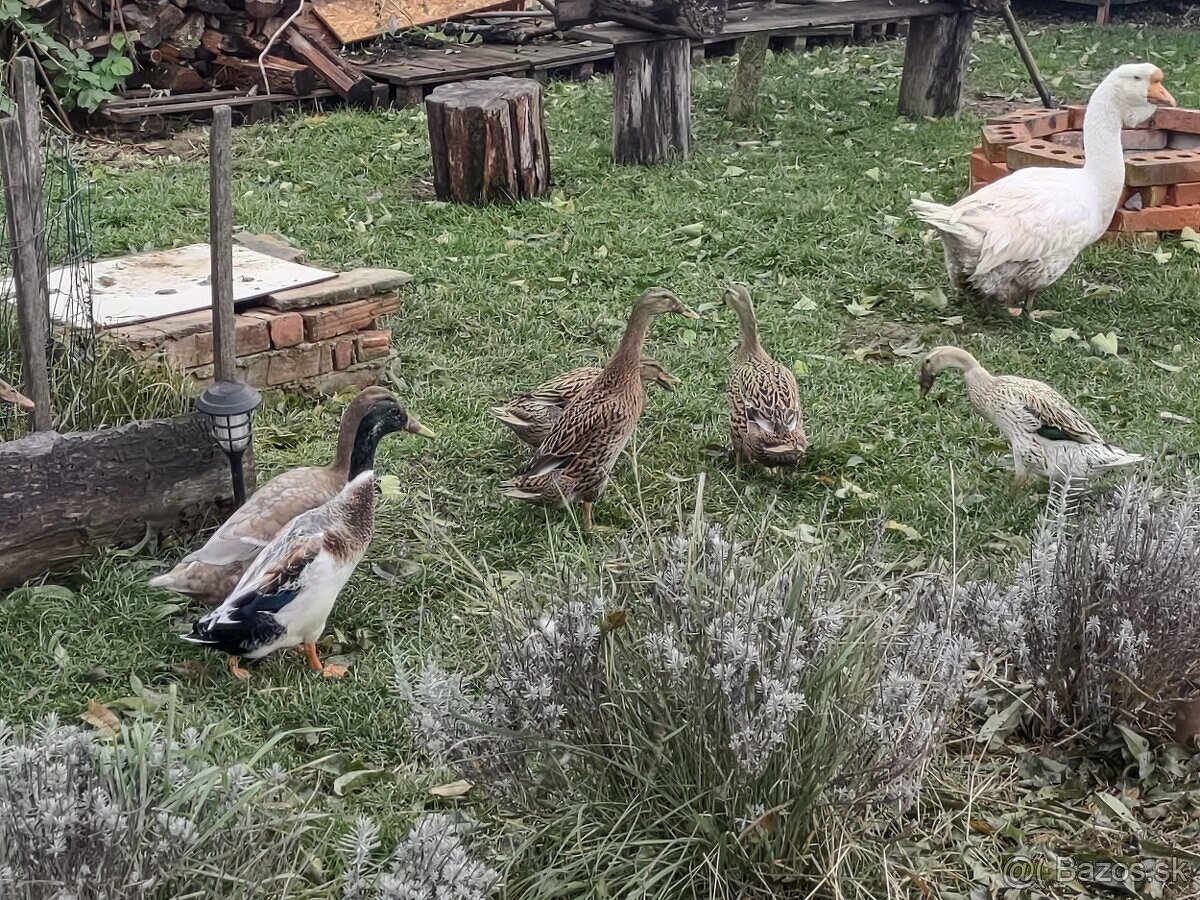 Indicke bezce na predaj