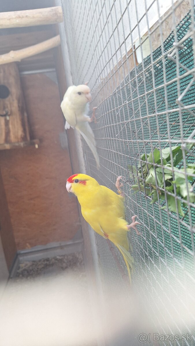 Kakariki