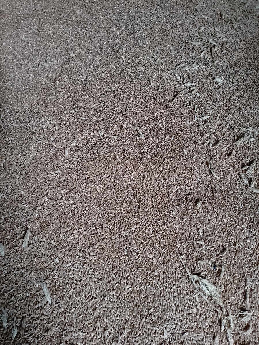 Obilie