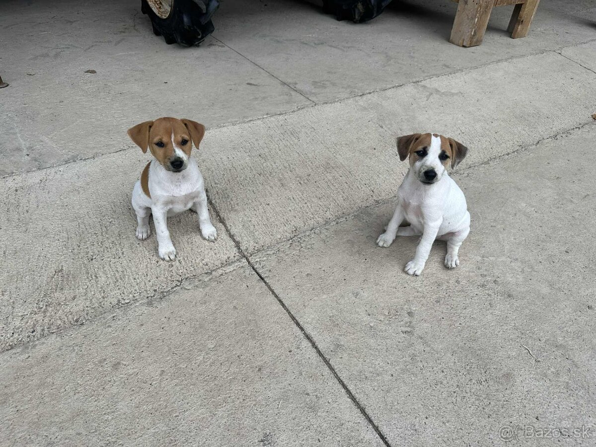 Jack russel terier