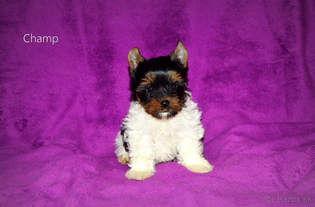 Biewer-yorkshirsky teriér s pp