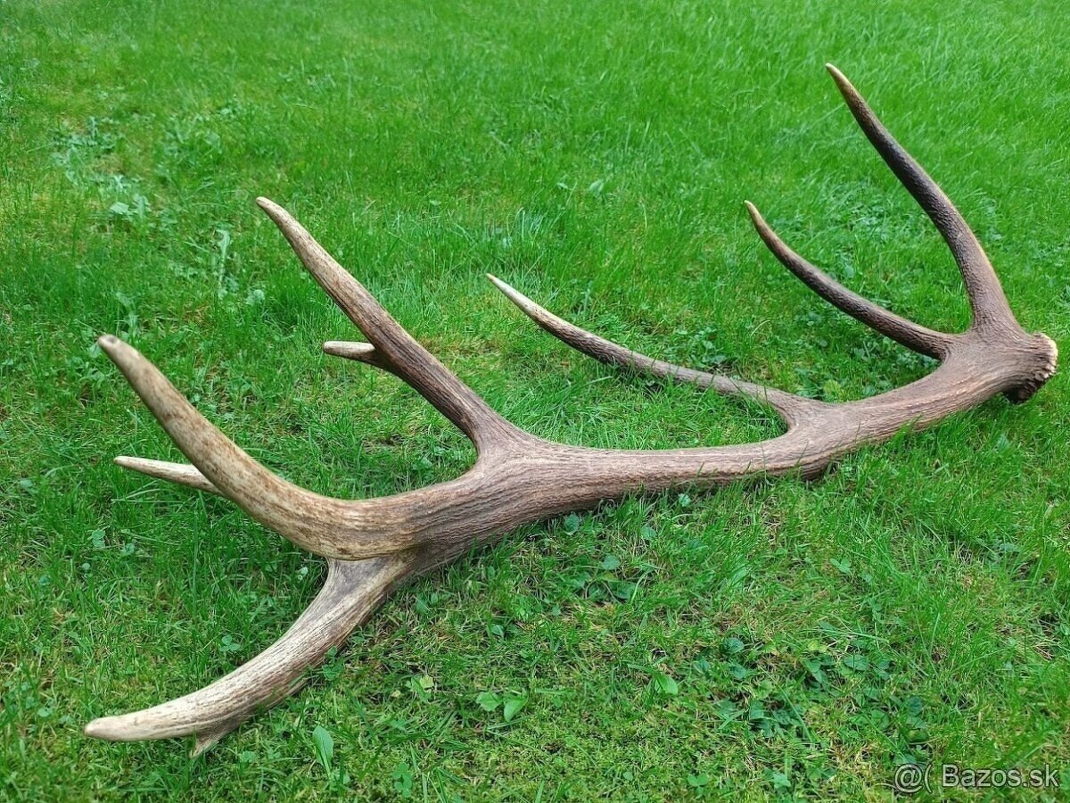 Trofej trofeje parohy parožie zhody..