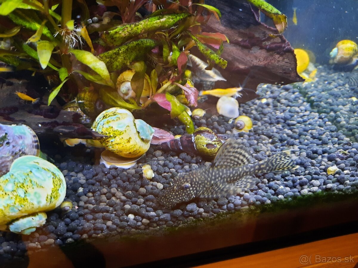 Predám prísavníky