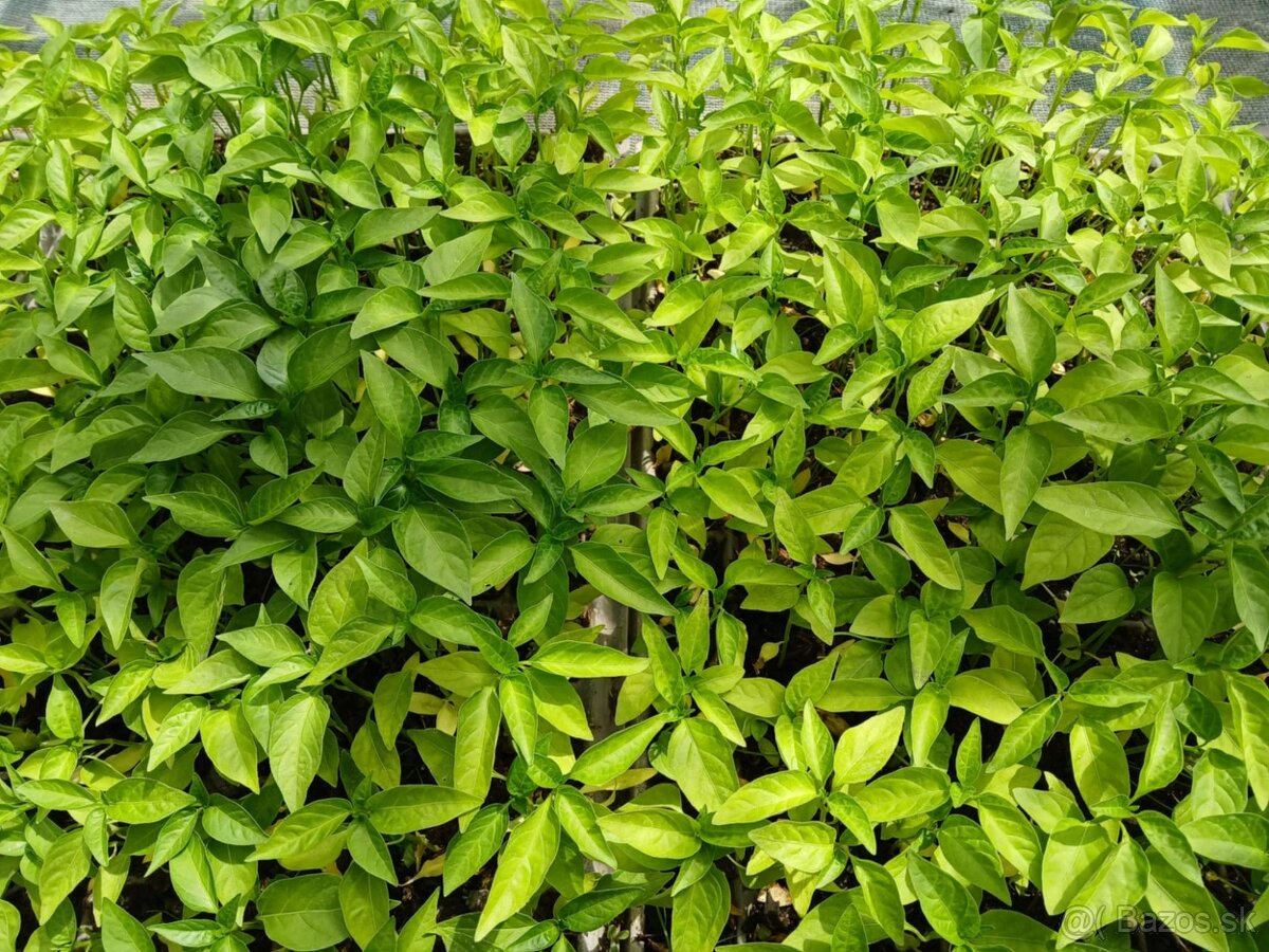 Koreninova paprika