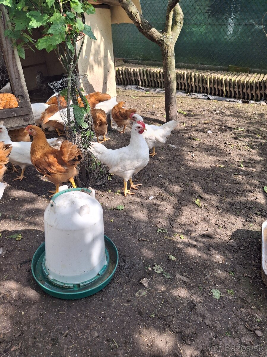 Kohút leghorn hempsir