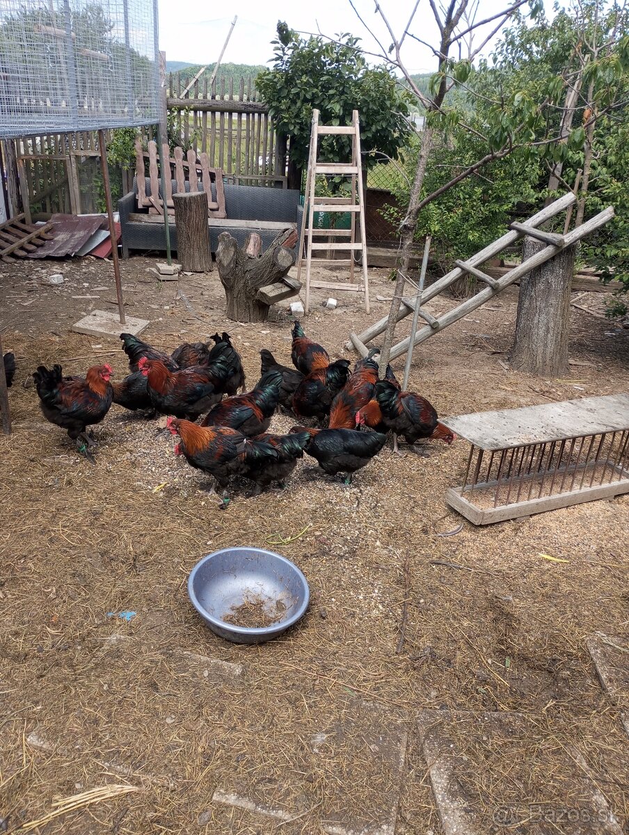 Predám marans kohútov overený chov kruzkovane