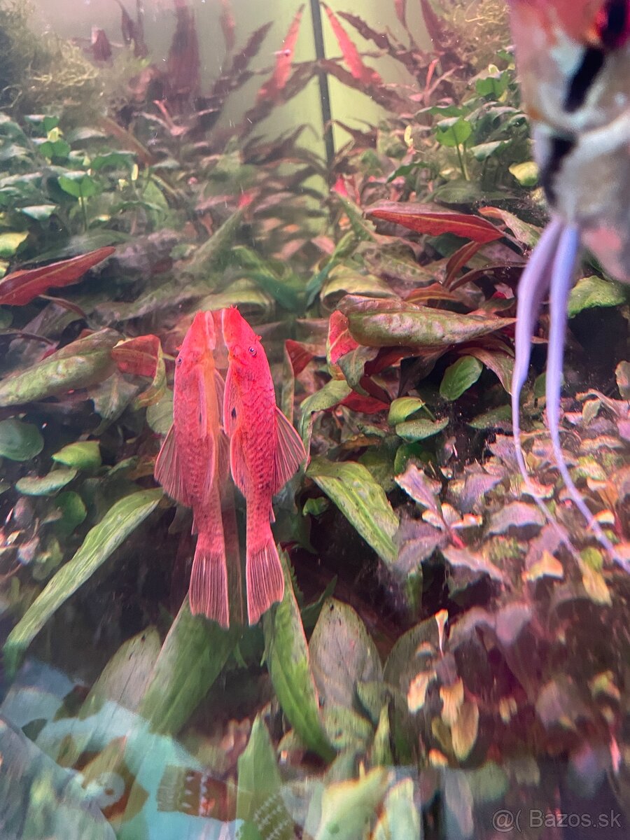 Prisavniky super Red