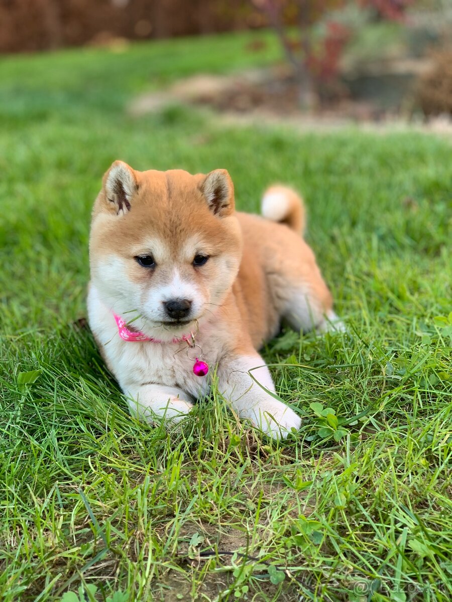 Shiba inu