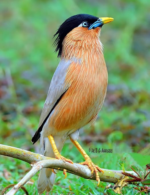 Špaček pagodový (Sturnia pagodarum)