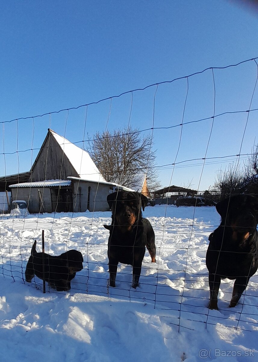 Rotvajler- Rottweiler