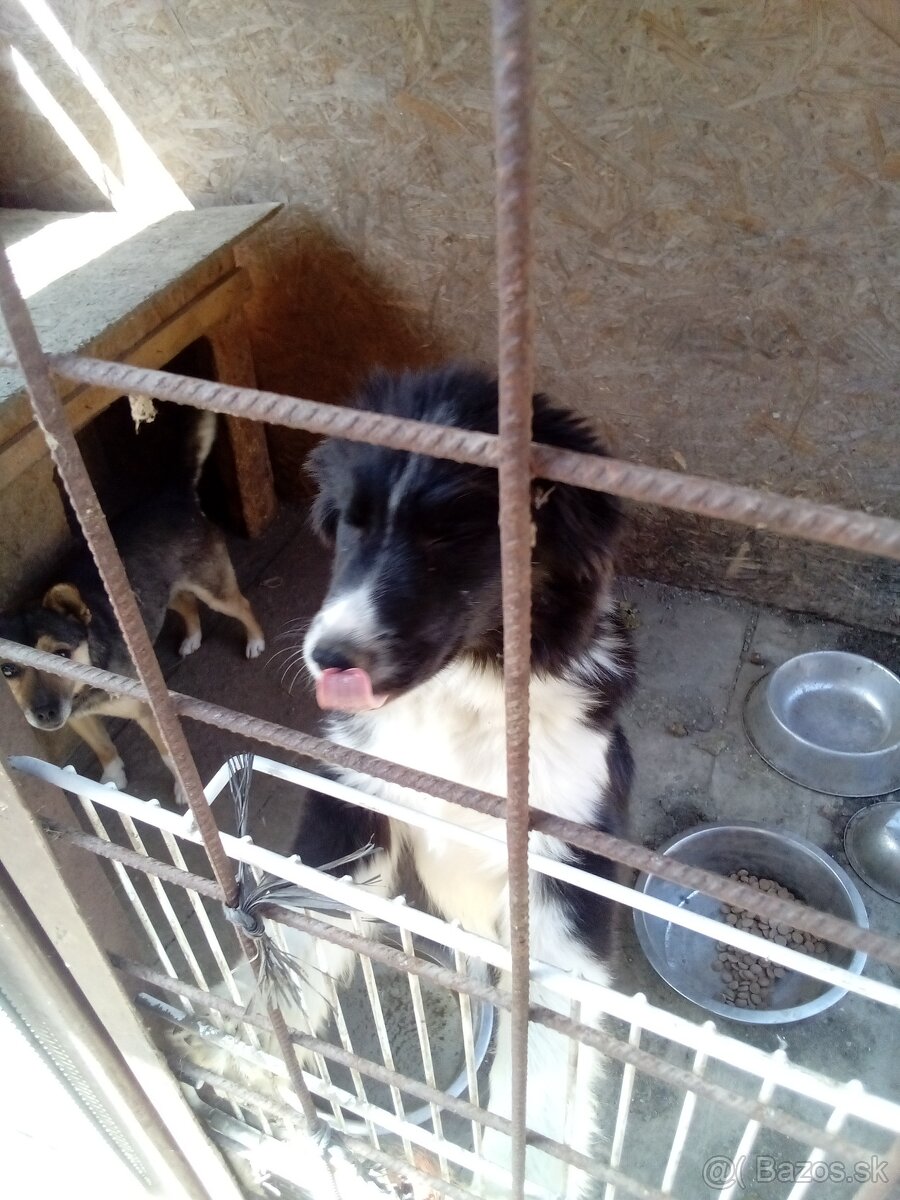 Bordel colia