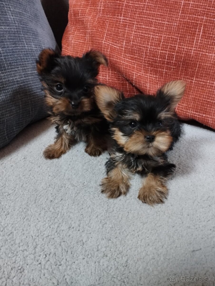 Yorkshire terrier, yorkshirsky terier, york