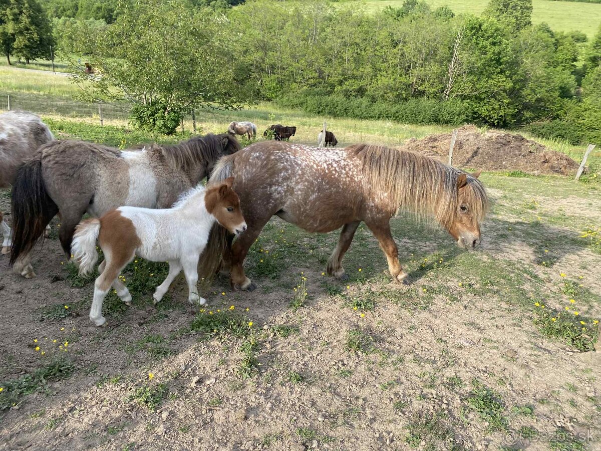 Shetland mini, minihorse a mini pony