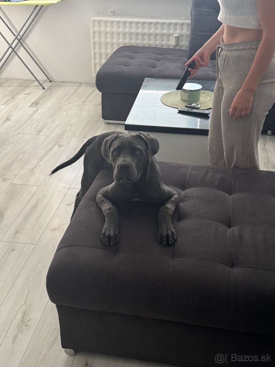Predam cane corso