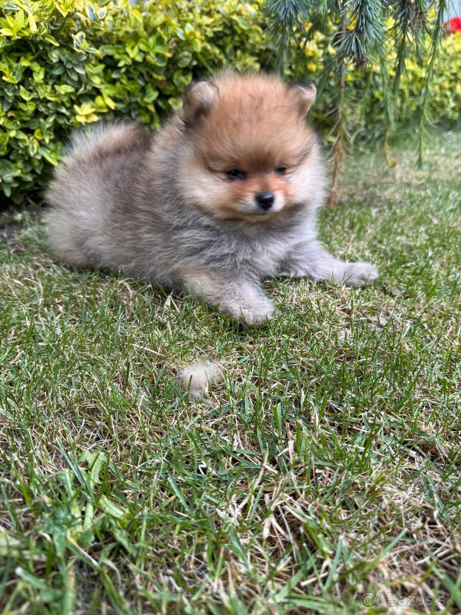 Špic Pomeranian psík