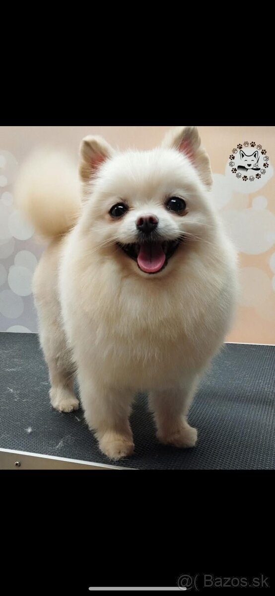 Pomeranian