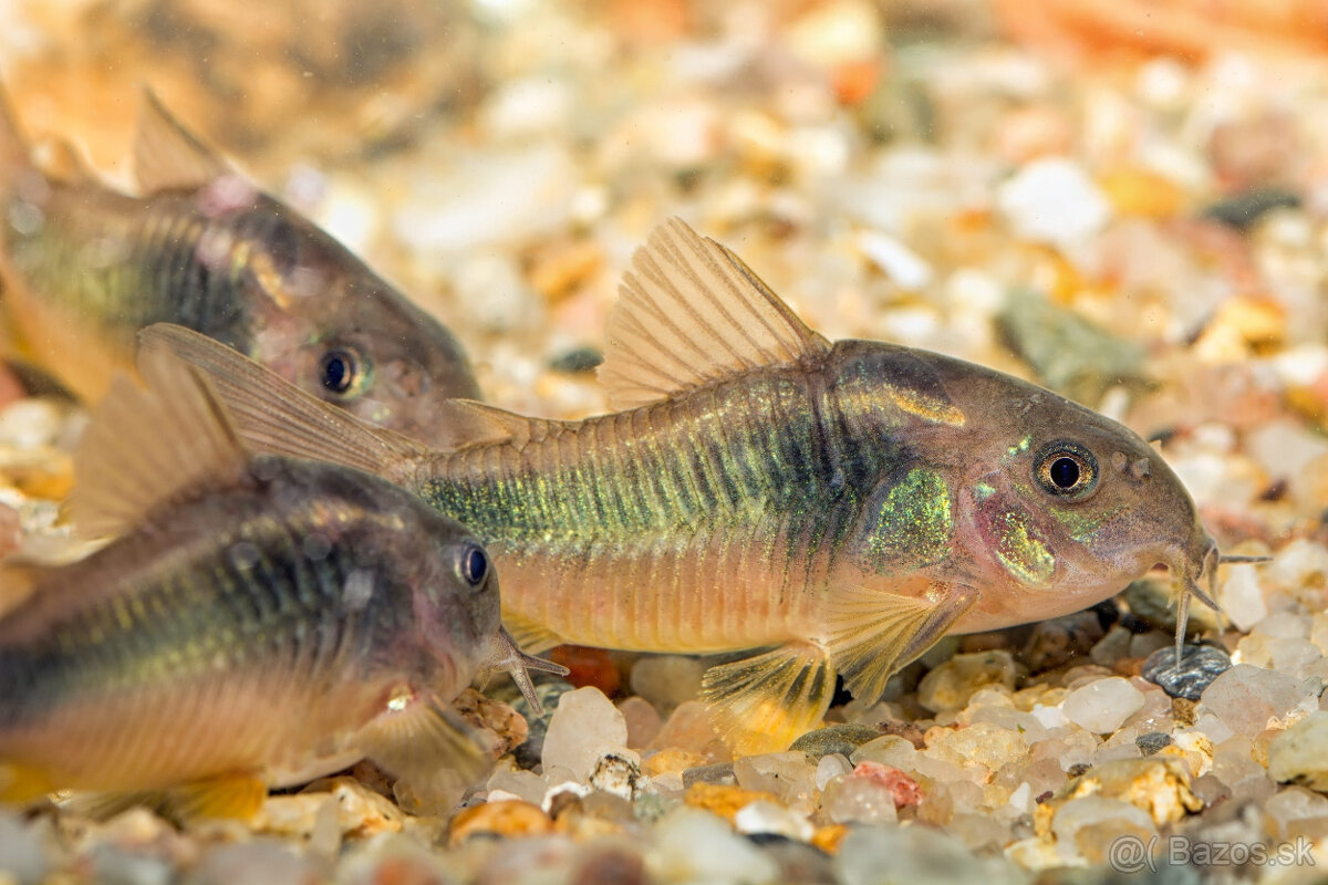 Corydoras, Panciernicek, Prisavnik, Malawi, Kotulky