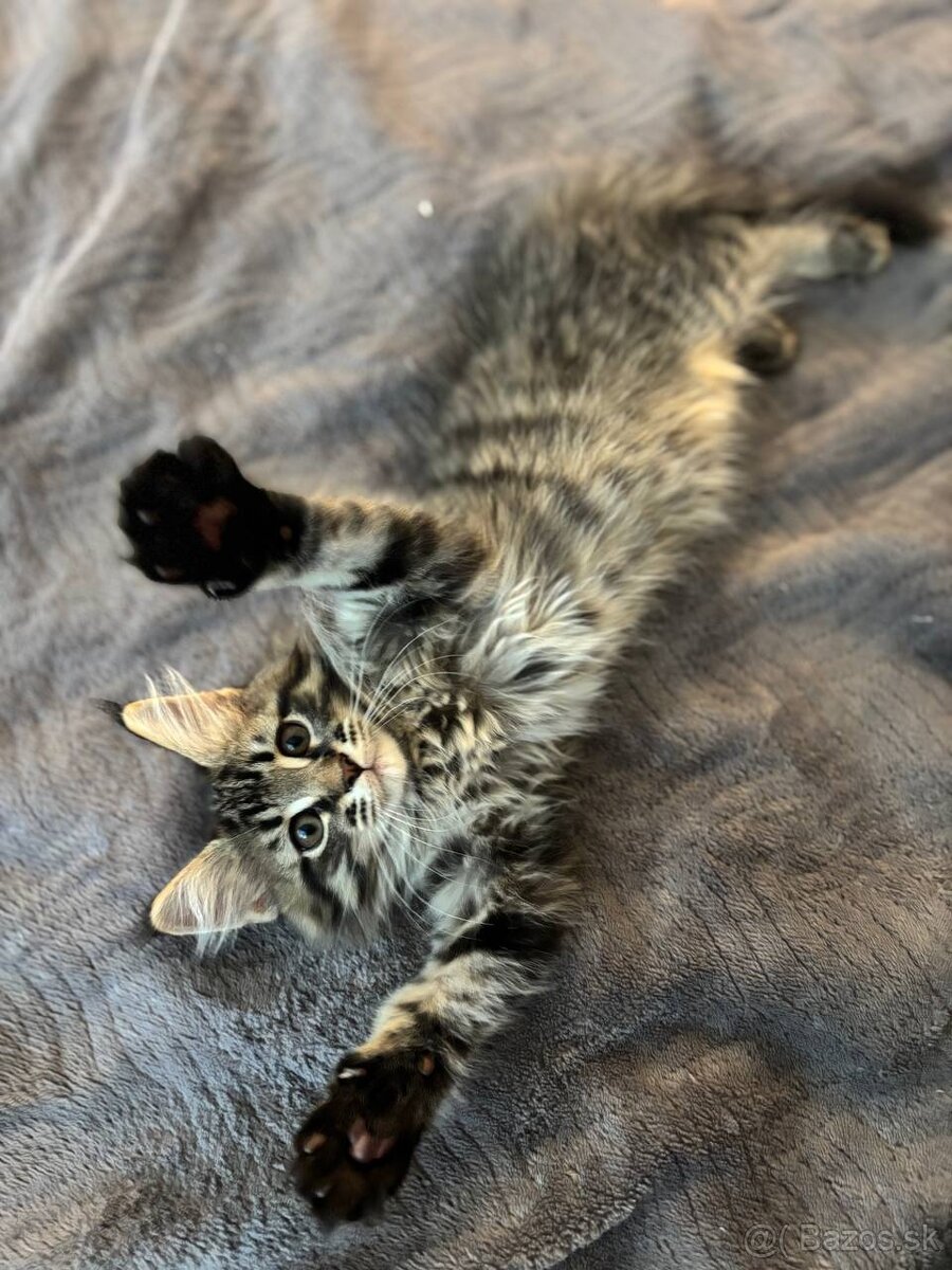 Maine Coon mačiatko