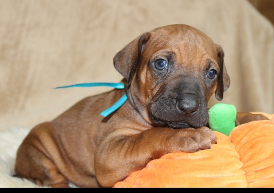 Rodézsky ridgeback