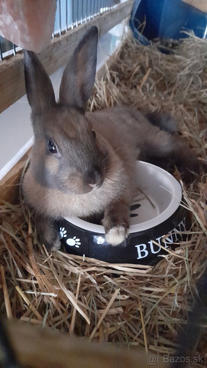 Zajac maznáčik