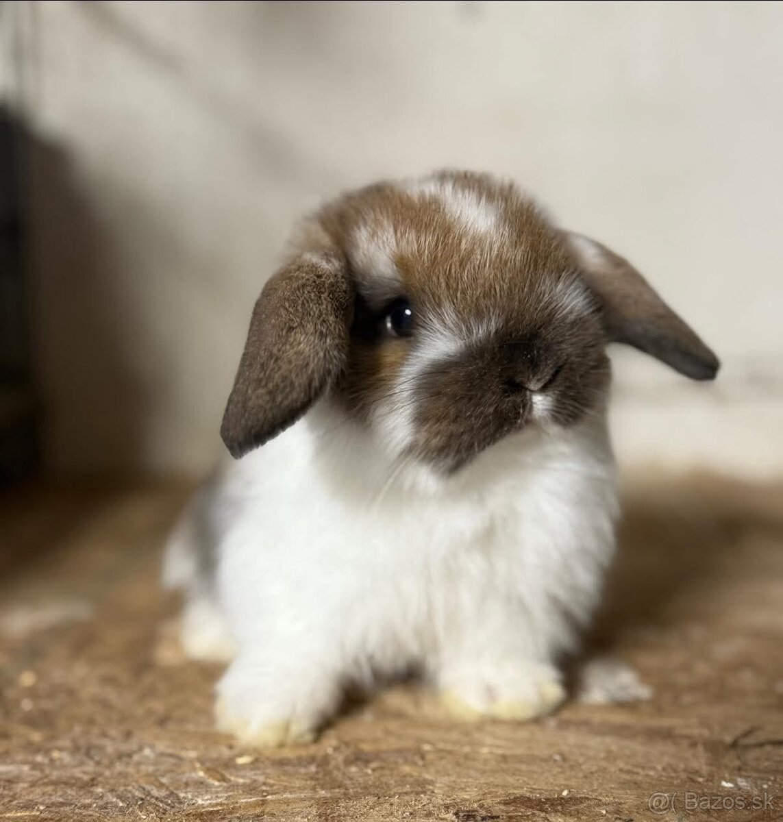 Minilop,zakrsly zajacik