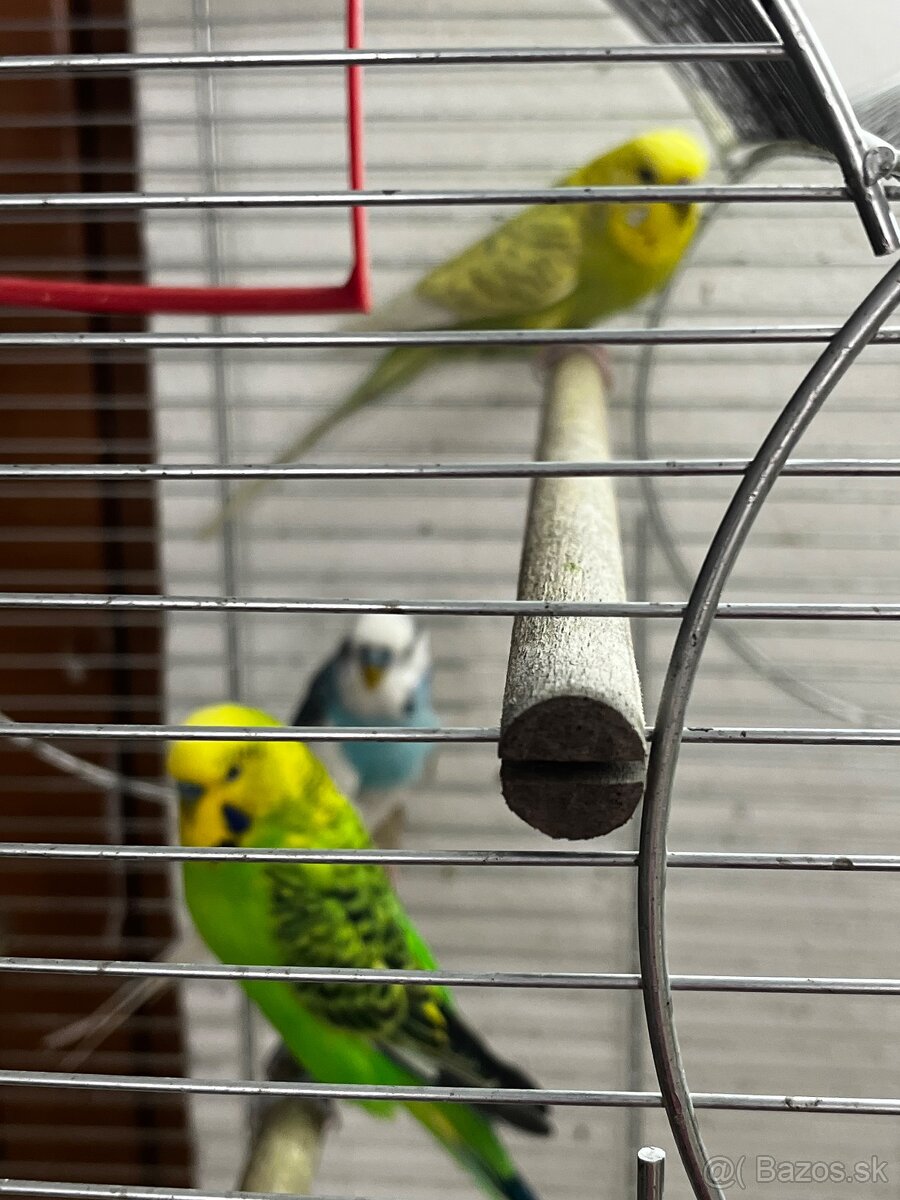 Klietka+andulky