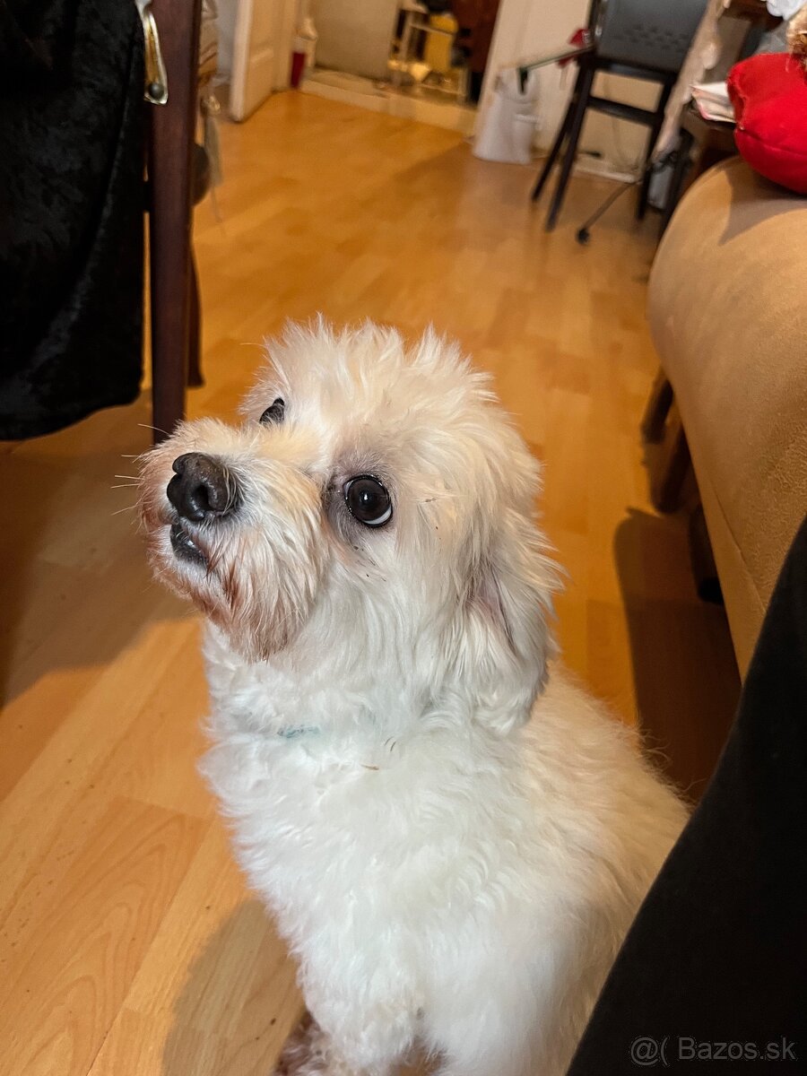 Darujem maltézského psíka / maltezáka