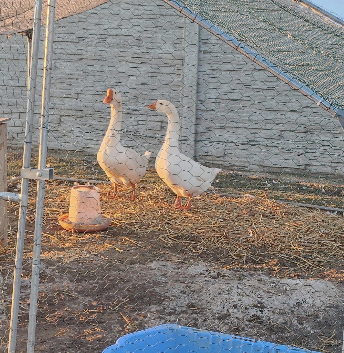 Predám Lindovské husi