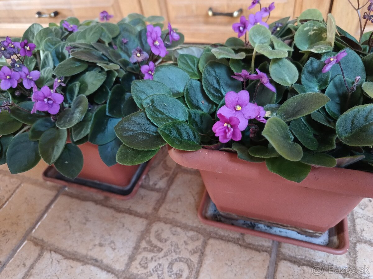Senpólia (africká fialka)