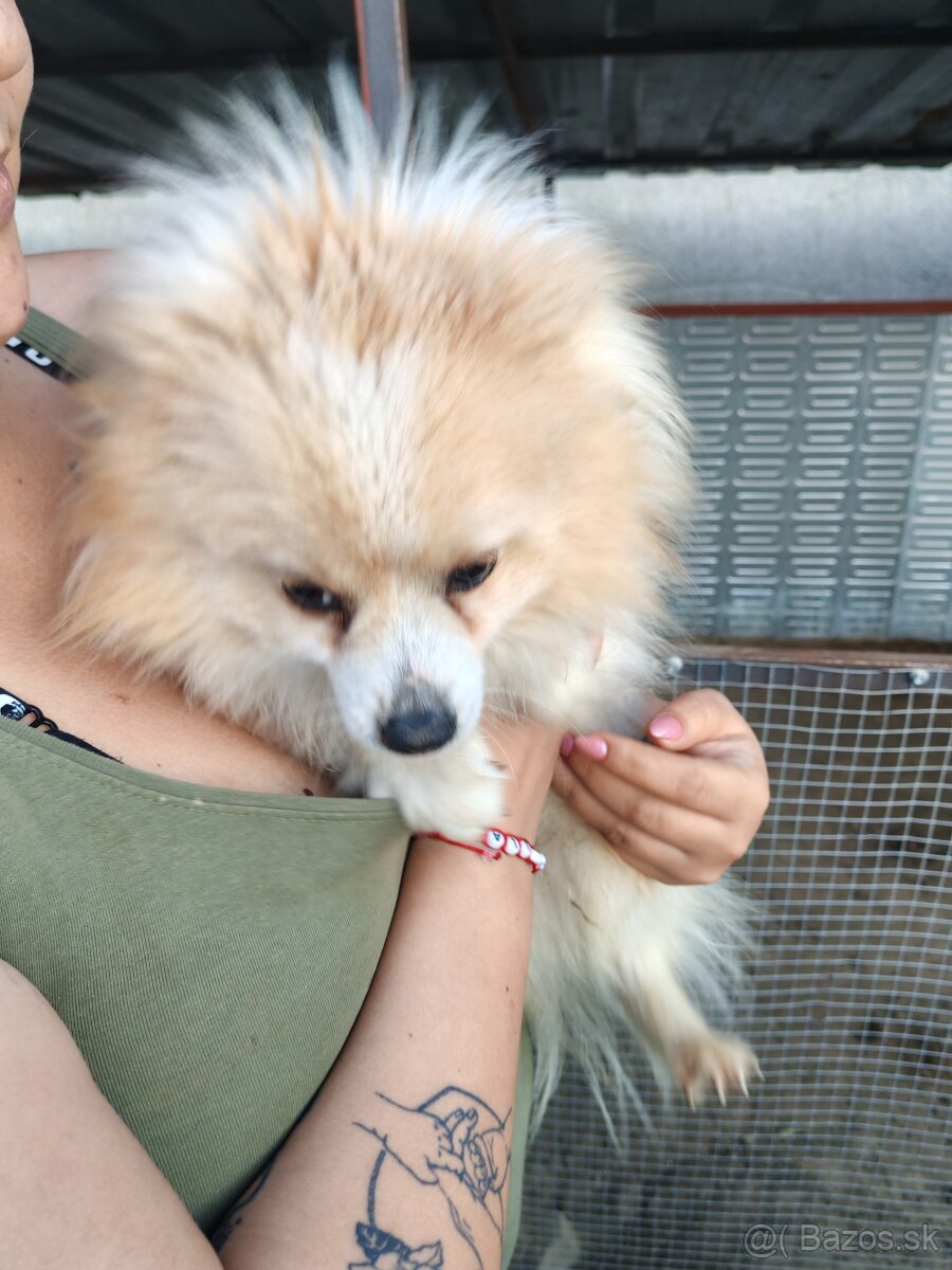pomeranian
