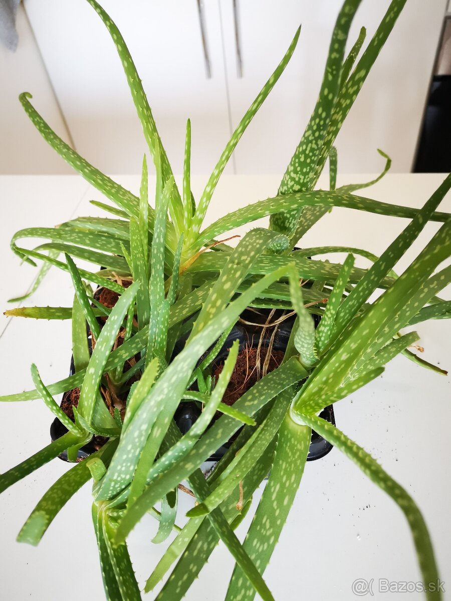 Aloe vera